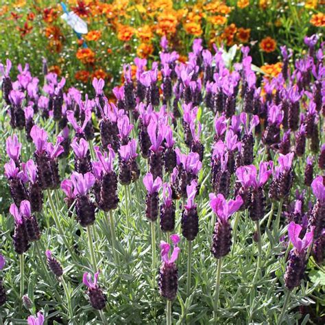 Lavender La Diva Big Night Hardy Spanish Lavender Sugar Creek Gardens