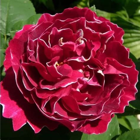 Hybrid perpetual rosen stark duftend Rosen Online Gärtnerei Baron