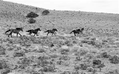 Wild Mustang Horses Running - Black & White Photo