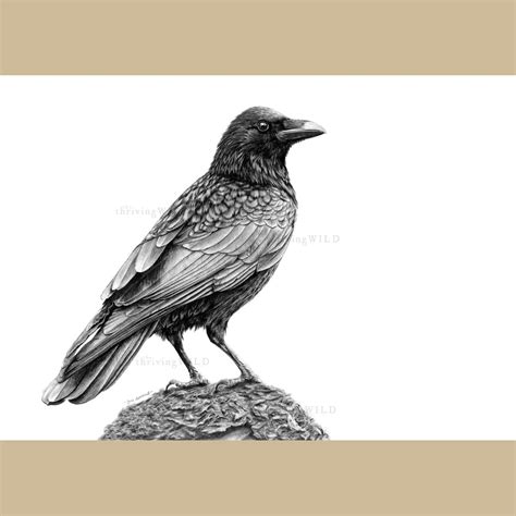 Original Crow Pencil Drawing Hand Drawn Corvid Bird Art - Etsy