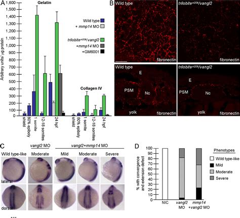 Figure From Vangl Regulates Membrane Trafficking Of Mmp To Control