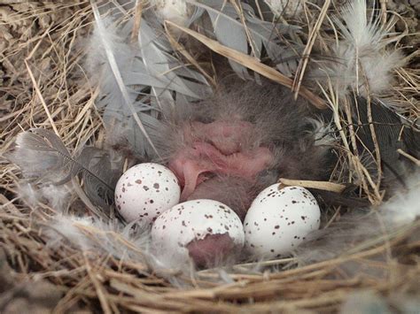 File Hatching Barn Swallow Hirundo Rustica Nestlings Nest Eggs