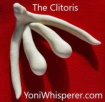 Clitoris A Mini Penis By Csb Aleena Aspley Brisbane Australiayoni