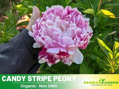 10 Rare Seeds Candy Stripe Peony Seeds B037 Pemdasgarden