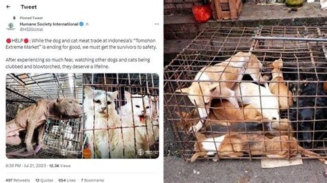 Viral Pasar Ekstrem Tomohon Jadi Perbincangan Dunia Karena Jual Anjing