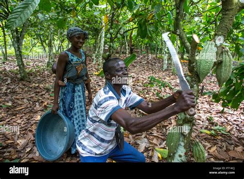 Farmer Harvesting Cocoa Cacao Pods With His Wife Ivory Coast West