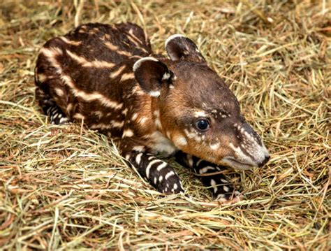 Baby Tapir Shows Off His Snout - ZooBorns