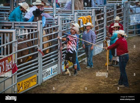 Bareback Rider In Rodeo Chute Ready To Ride Stock Photo Alamy