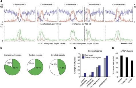 Genome Wide High Resolution Mapping And Functional Analysis Of Dna