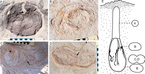 Lungfish Burrows From The Upper Cretaceous Maevarano Formation