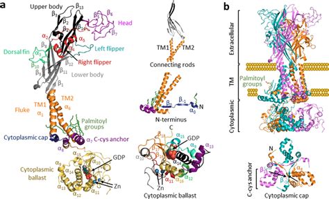 The P2x7 Receptor Architecture A The Secondary Structure Of Single