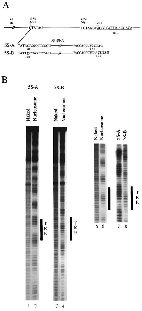 Altering Rotational Position Of The TRE Using X Borealis 5S RRNA Gene