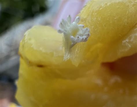 botany - Are these pineapple seeds starting to germinate? - Biology ...