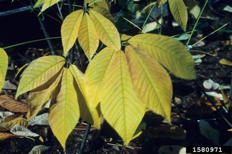 Painted Buckeye Aesculus Sylvatica