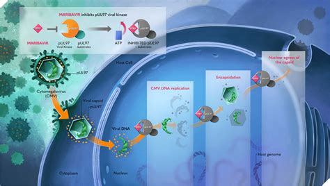 Mechanism of Action (MOA) | LIVTENCITY® (maribavir)