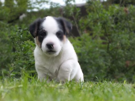 Stunning Miniature Jack Russell Pups From 250 Ledbury Herefordshire