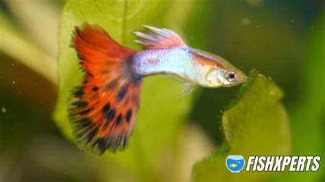 Guppy Fish Care - Fishxperts