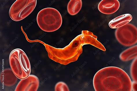 Trypanosoma cruzi parasite, 3D illustration. A protozoan that causes Chagas' disease transmitted ...