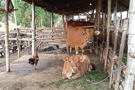 Pemkab Lombok Tengah Pastikan Stok Hewan Kurban Aman ANTARA News