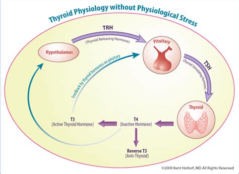 Peripheral Thyroid Hormone Conversion And Its Impact On Tsh And