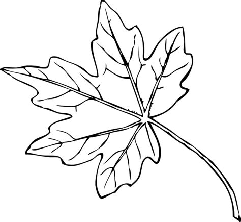 Free Maple Leaf Outline, Download Free Maple Leaf Outline png images ...