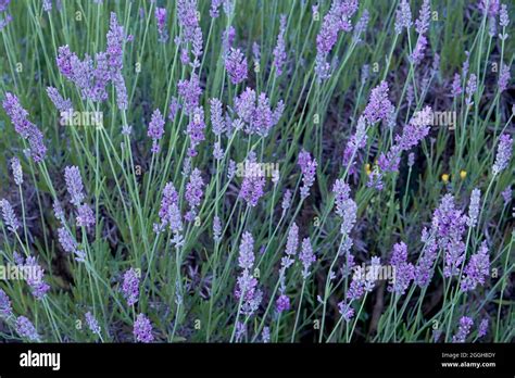 Lavanda Lavandula Angustifolia Hi Res Stock Photography And Images Alamy