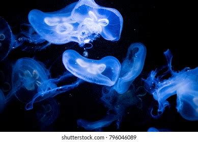 Jellyfish Impressive Display Bioluminescence Stock Photo 796046089 | Shutterstock