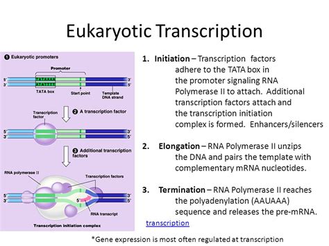 Transcription Initiation Eukaryotic