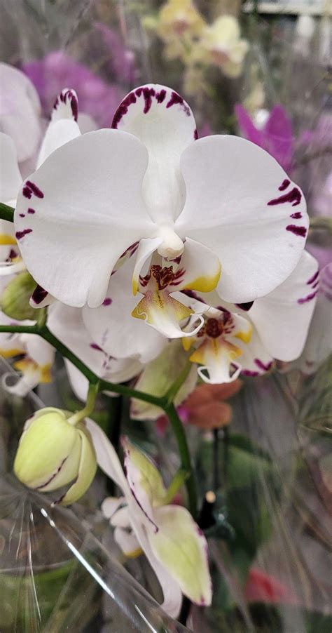 Pin By Hela S On Orchid Orchids Garden Plants