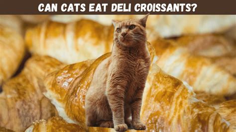 Can Cats Eat Croissants The Cat Whiz