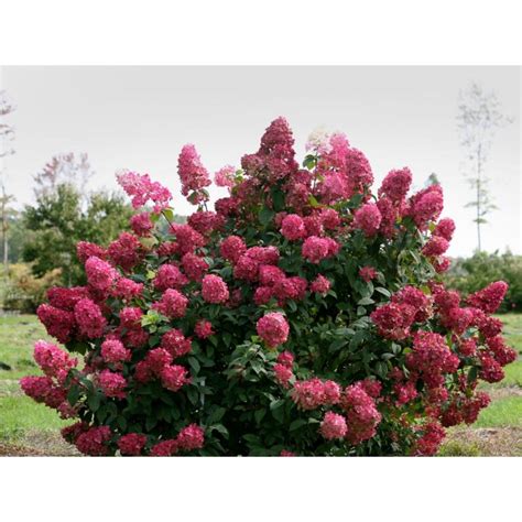 Hortensie Roz Pink Lady De Cm