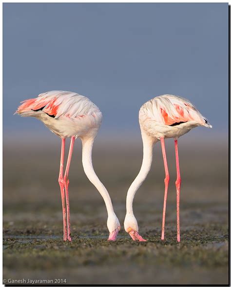 Greater Flamingo Phoenicopterus Roseus Behavior Flaming Flickr