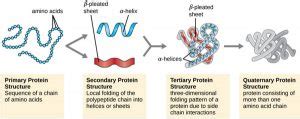 What is a Polypeptide Chain - Definition, Types (Bond) and Examples