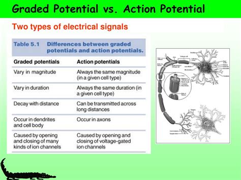 Difference Between Graded Potential And Action Potential