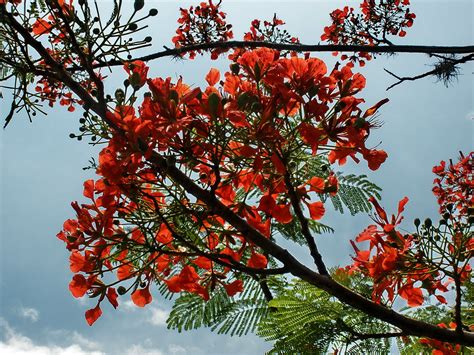 Flamboyan Delonix Regia Jorge J Restrepo A Flickr