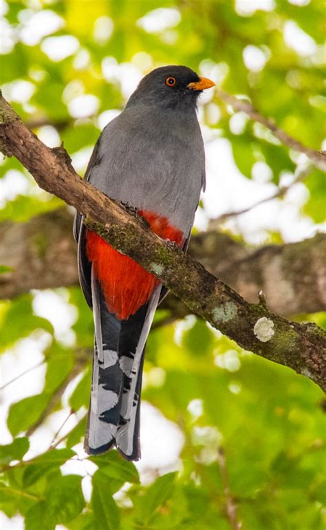 Hispaniolan Trogon - Owen Deutsch Photography