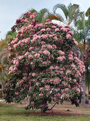 Starburst Clerodendrum Gardening Solutions University Of Florida