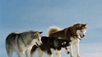 Eight Below Movie Review | Common Sense Media