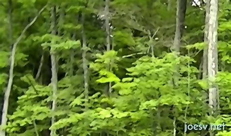 Real Home Made Gay Porn