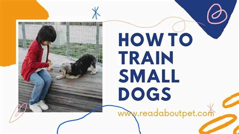 How to Train Small Dogs - Tips and Tricks 2023 - Readaboutpet