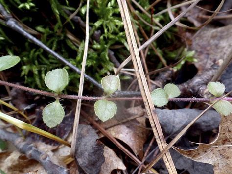 Minnesota Seasons - American twinflower