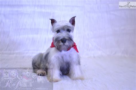 Snoozer Schnauzer Miniature Puppy For Sale Near Dallas Fort Worth