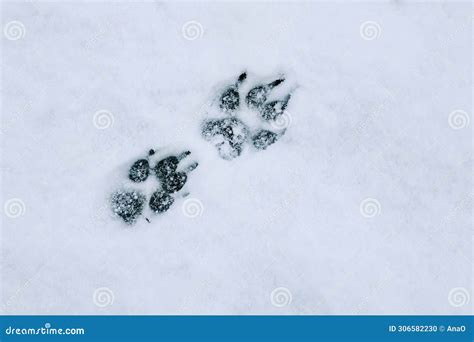 Dog Tracks in the Snow. Paw Prints of a Large Dog on White Snow Place ...