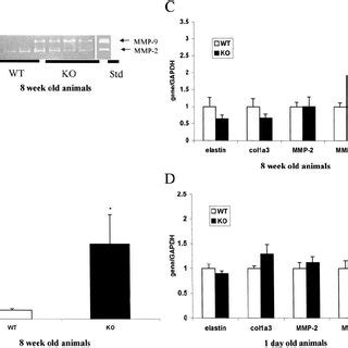 Adult Ko Mice Have An Acquired And Increased Expression Of Mmp And