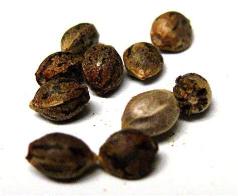 Are These Cannabis Seeds Good? | Grow Weed Easy