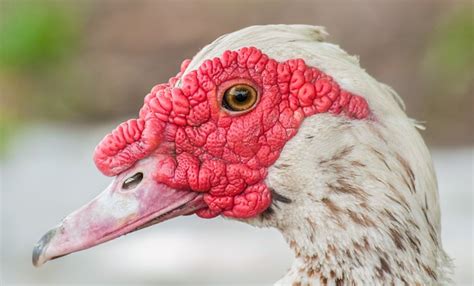 Comment déterminer le sexe des canards de Barbarie Fiche pratique sur