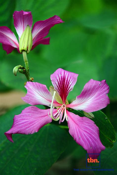 BAUHINIA BLAKEANA - THE BACKYARD NURSERIES