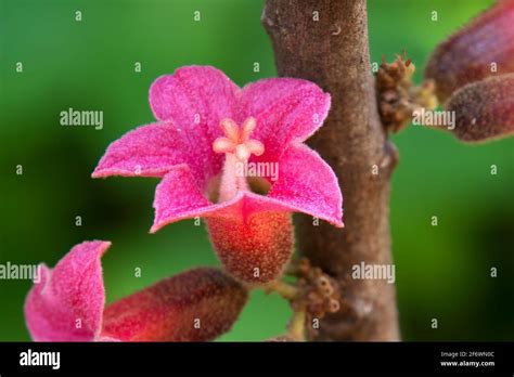 Australian Kurrajong Flowers Hi Res Stock Photography And Images Alamy