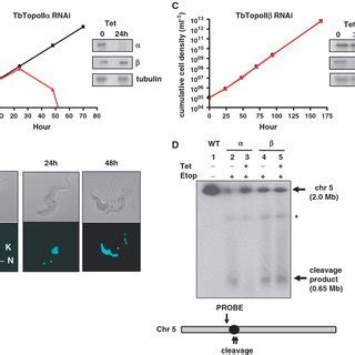 Complementation Of The T Brucei Topo Ii Rnai Phenotype By Expression