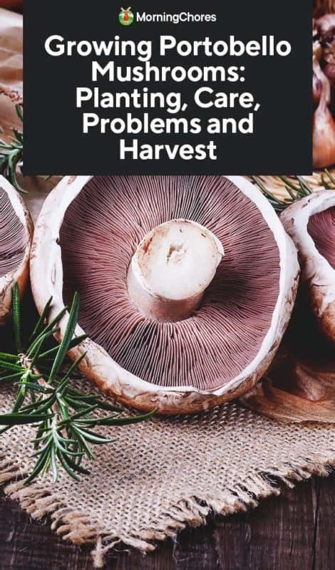 Growing Portobello Mushrooms: Planting, Care, Problems and Harvest